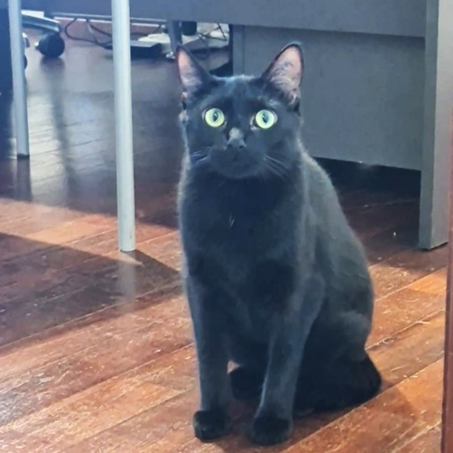 Photo of Chimi