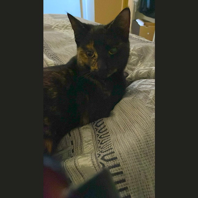 Photo of Heidi Meet Me At Petstock Chelsea Store