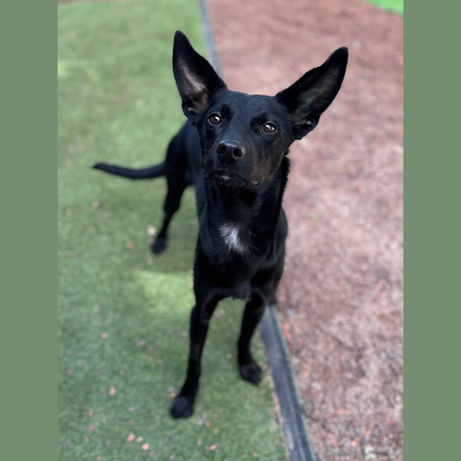 Photo of Thor
