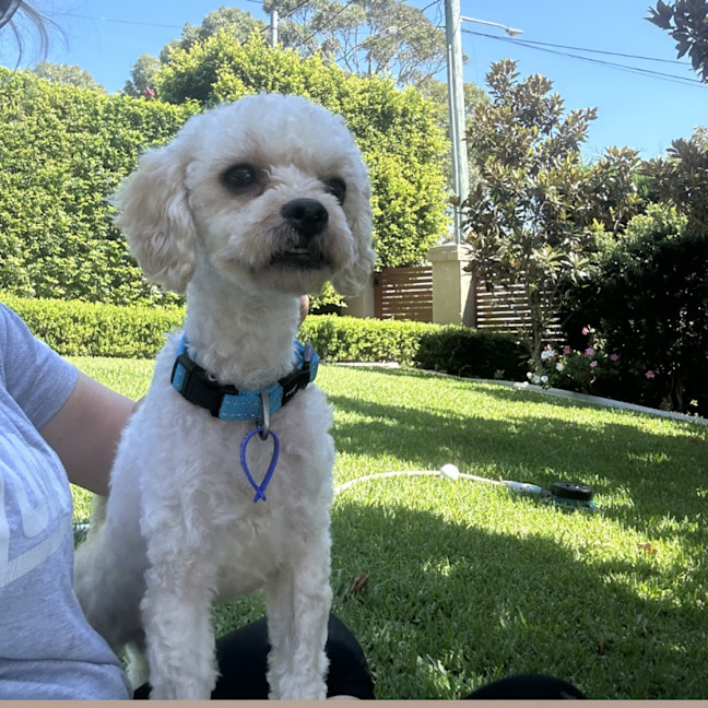 Photo of Cruiser   1 Year Old Cavoodle X