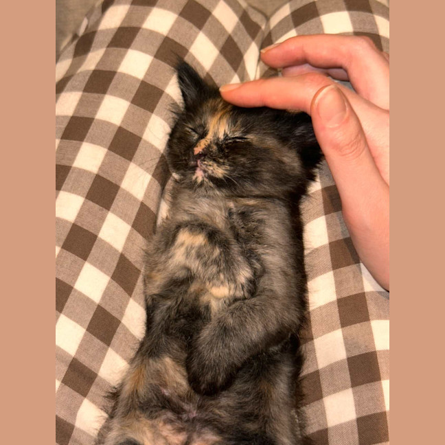 Photo of Luna & Cookie