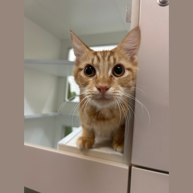 Photo of Ginger