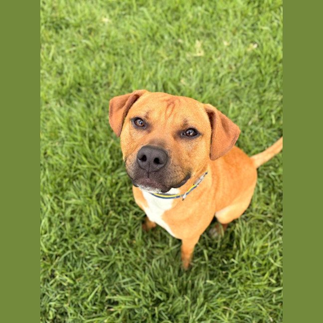 Photo of Lemon