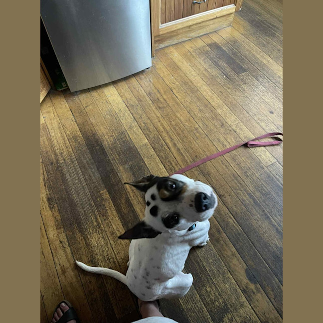 Photo of Demo   2 Year Old Staffy X