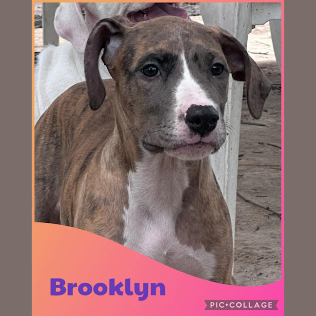 Photo of Brooklyn