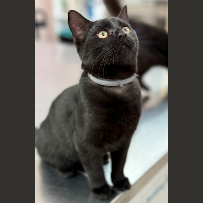 Photo of Truffle (8987)