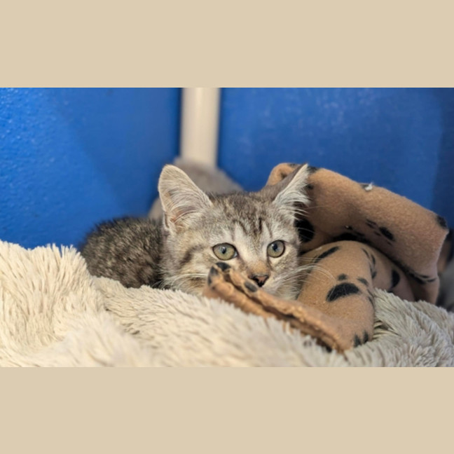 Photo of Bluey