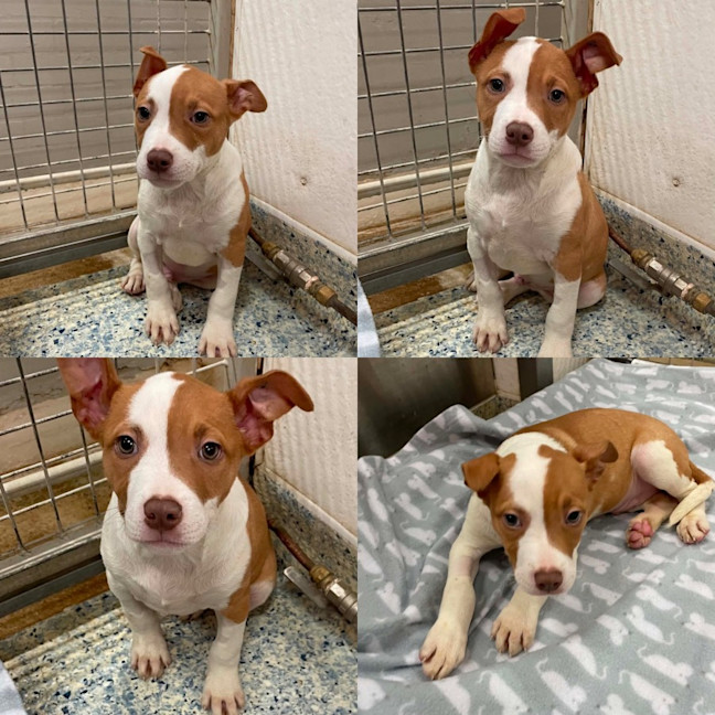 Photo of Astro
