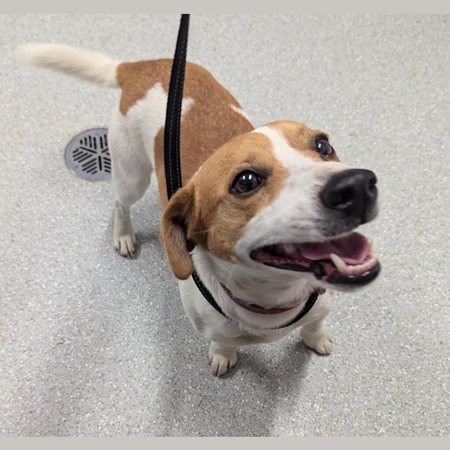 Photo of Baxter