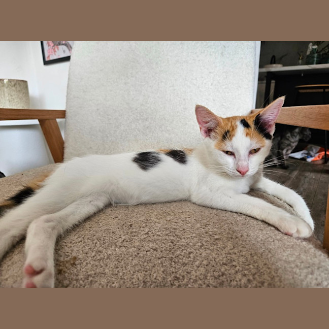 Photo of Sakura