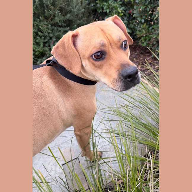 Photo of Rosie 