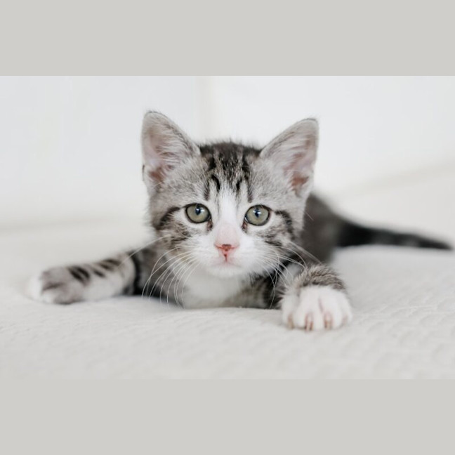Photo of Jasper