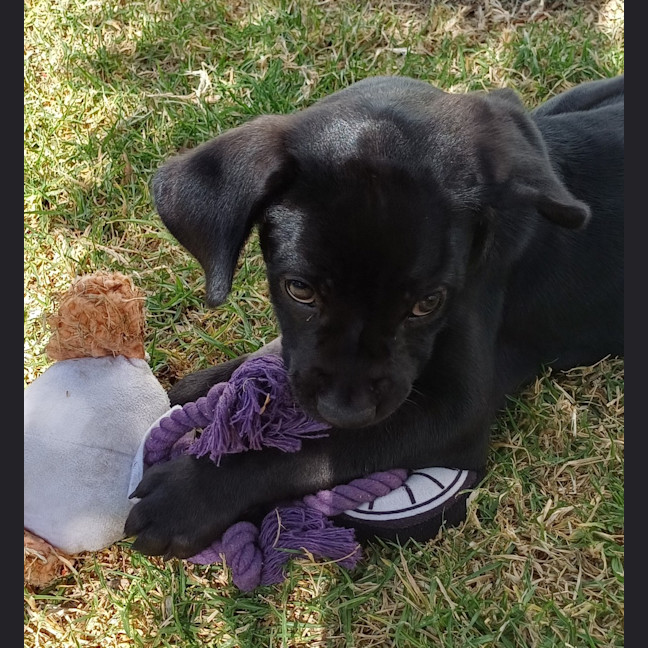 Photo of Jett (Red Collar)