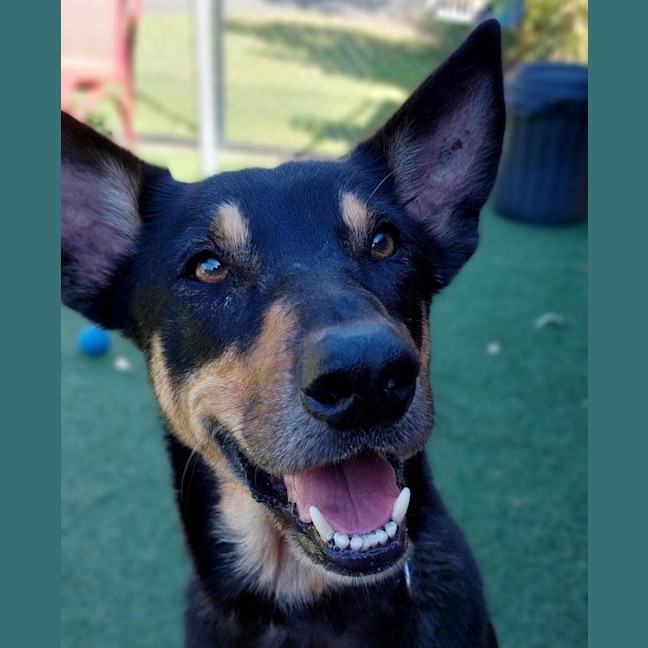 Photo of Samson
