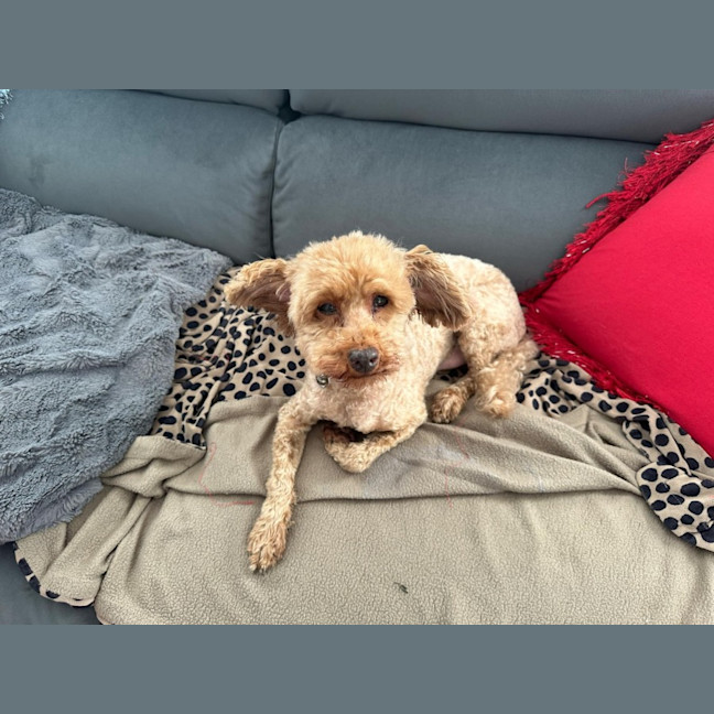 Photo of Todd And Copper