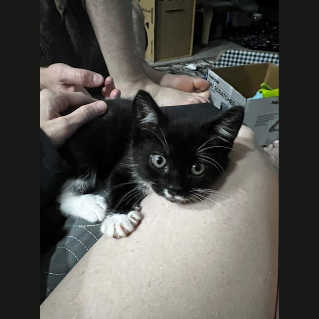 Photo of Mo Mo