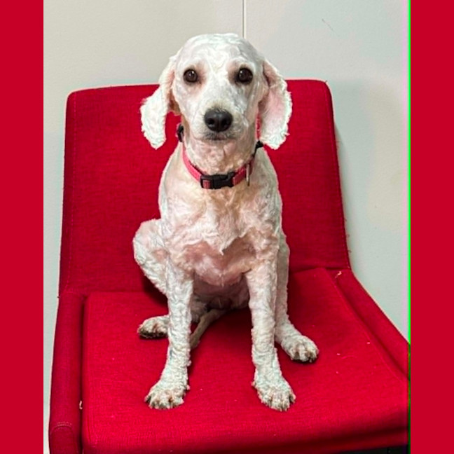 Photo of Gracie