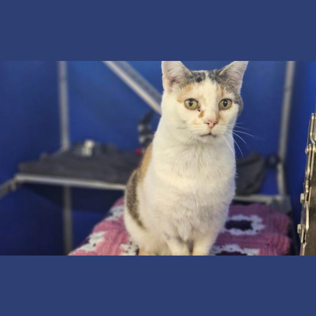 Photo of Lady Jellybean