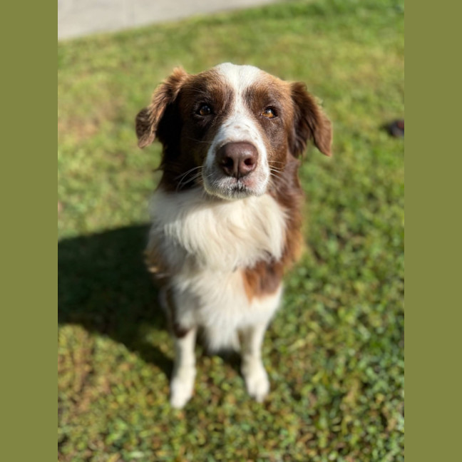 Photo of Waffles