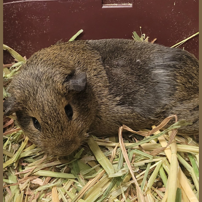 Photo of Lit ( Bonded With Parmesan )