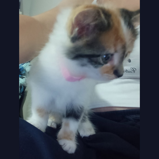 Photo of Clementine