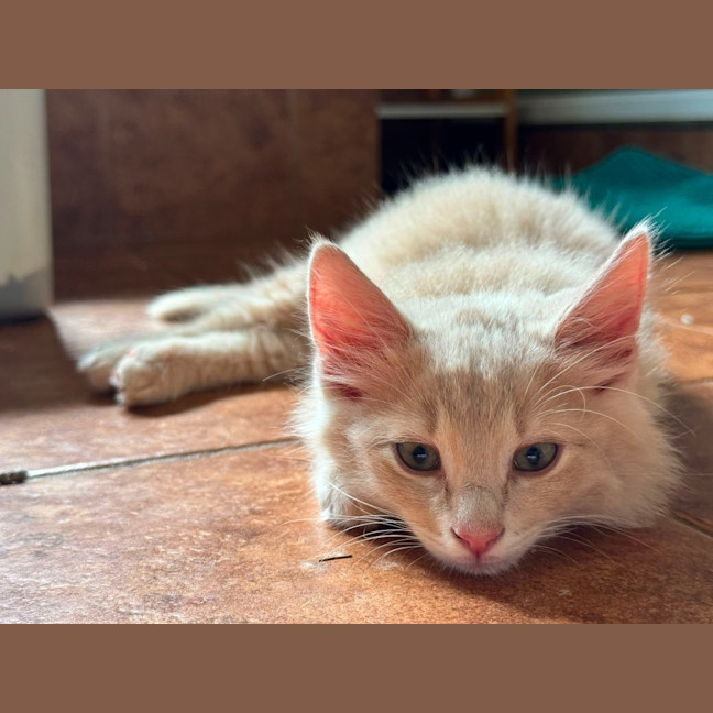 Photo of Gooseberry