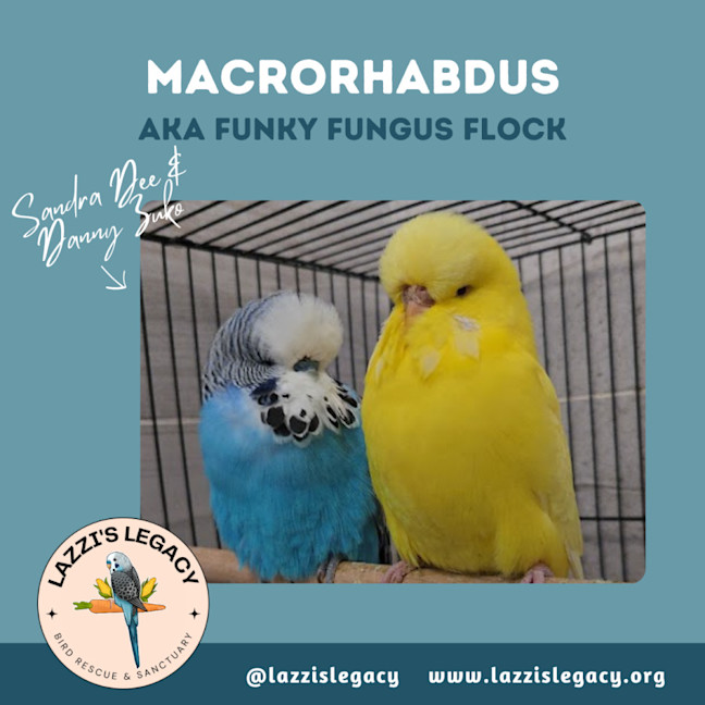 Photo of Macrohabdus (Agy, Megabacteria) Flock