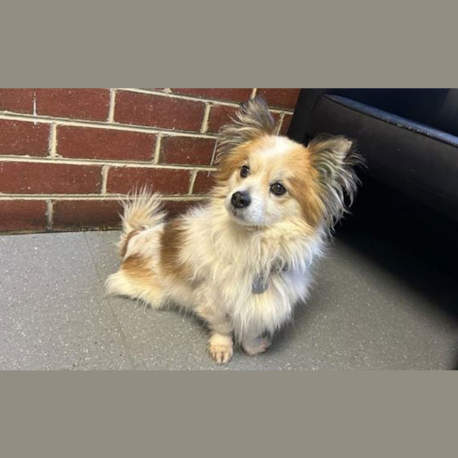 Photo of Rusty