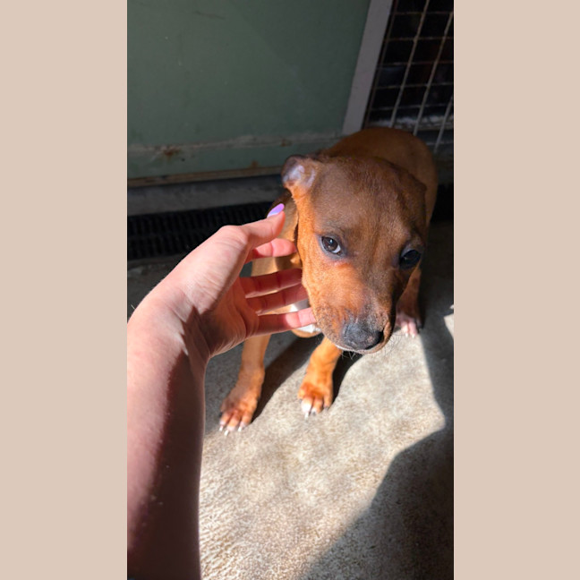 Photo of Papaya