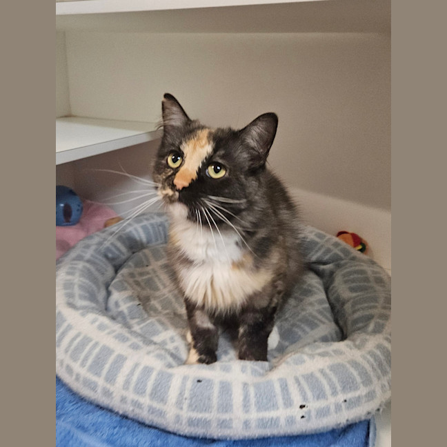 Photo of Mixie 