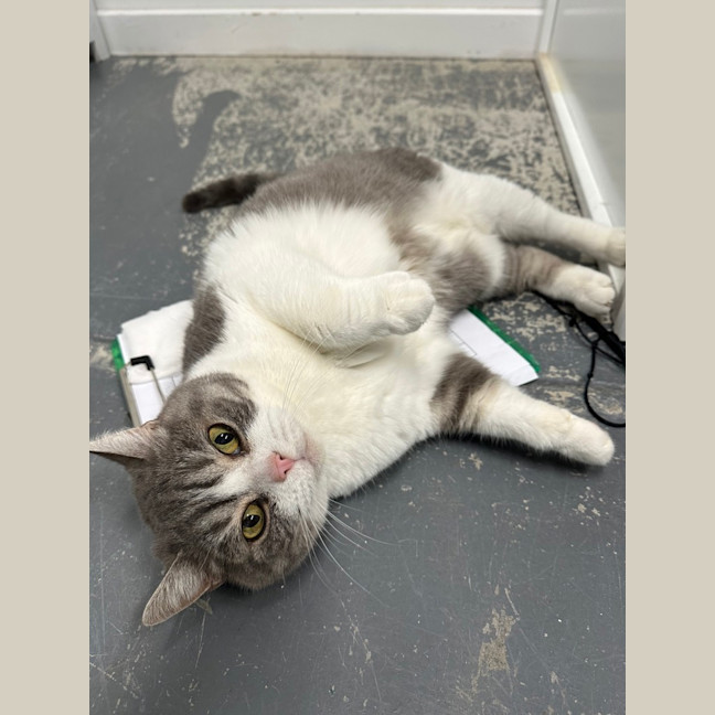 Photo of Link