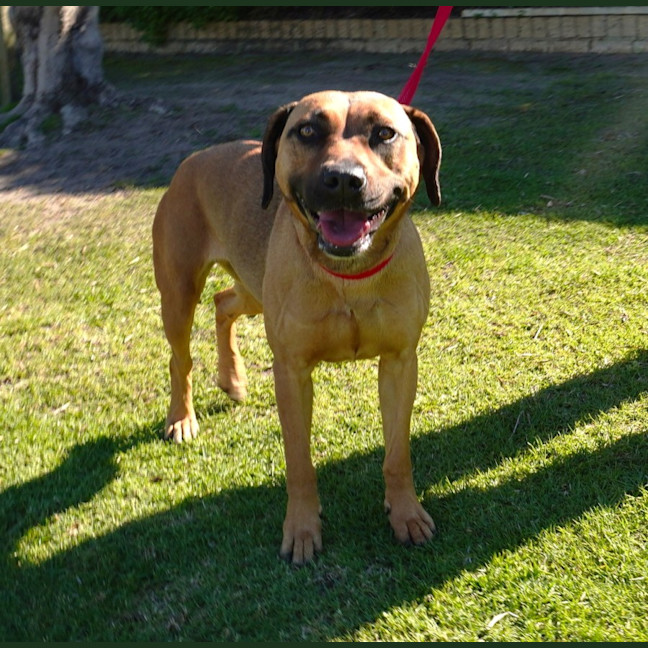 Photo of Nova