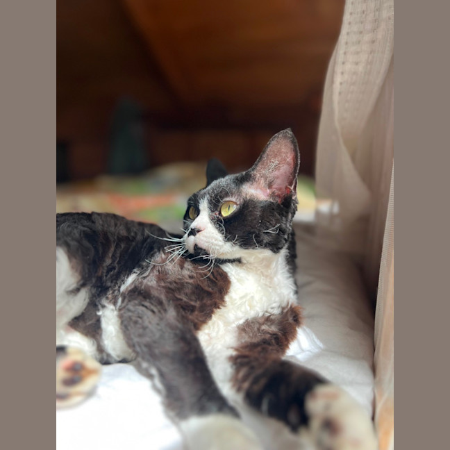 Photo of Kitty Cat