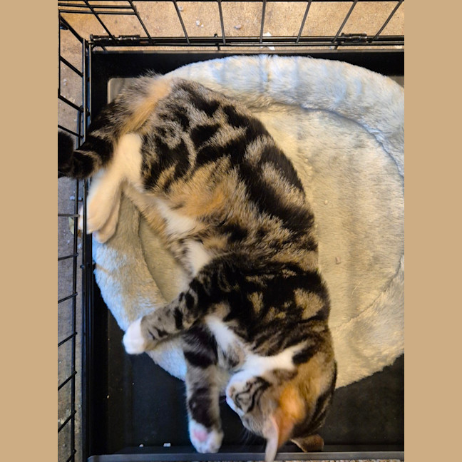 Photo of Lumey   Located In Templestowe