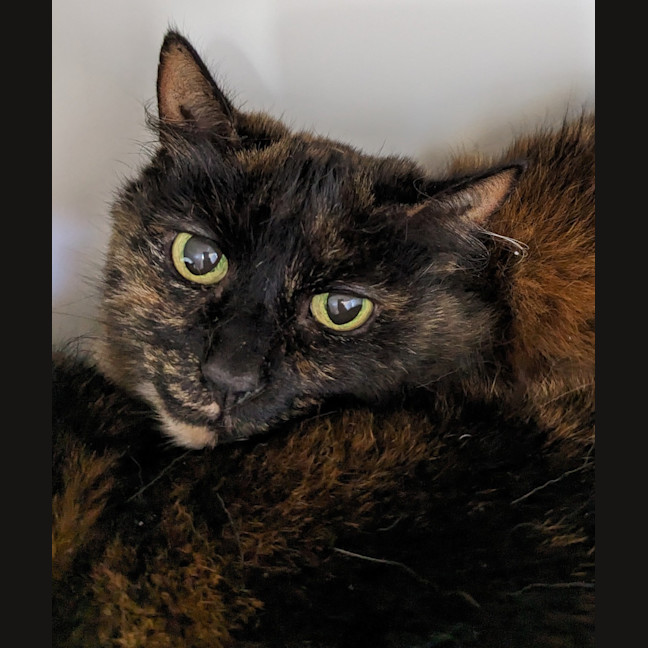 Photo of Tootsie (Bonded To Mini)