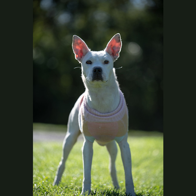 Photo of Casper