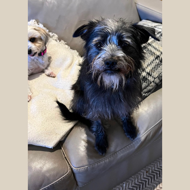 Photo of Jack (Aka Jack Sparrow)