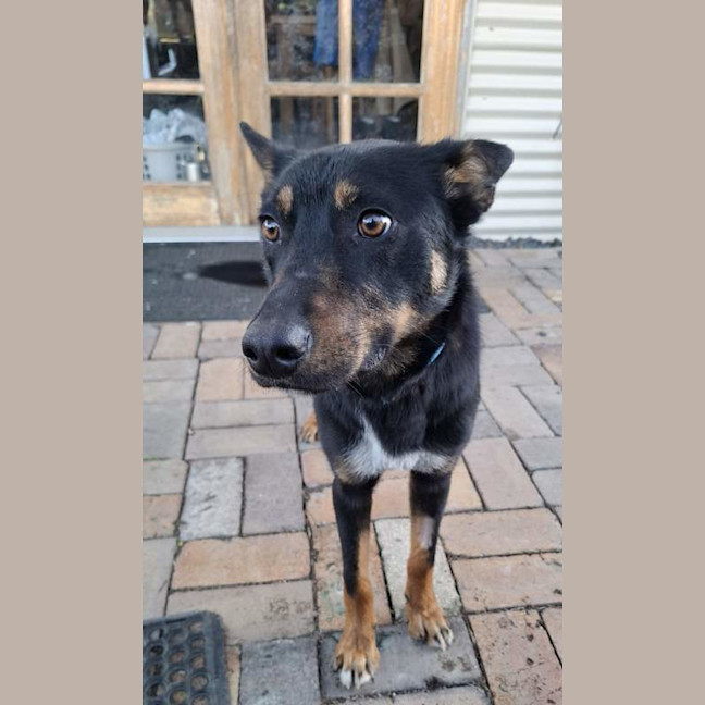 Photo of Domino