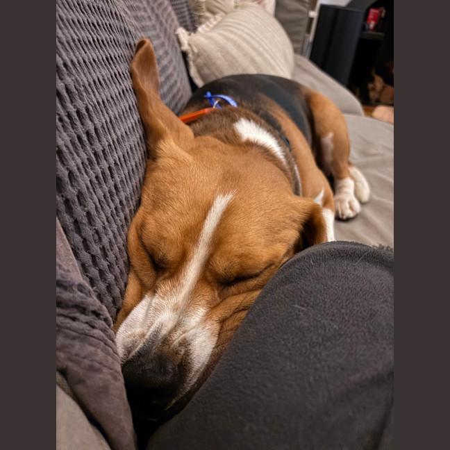 Photo of Baxter   20 Month Old Beagle