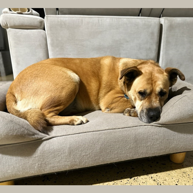 Photo of Bear