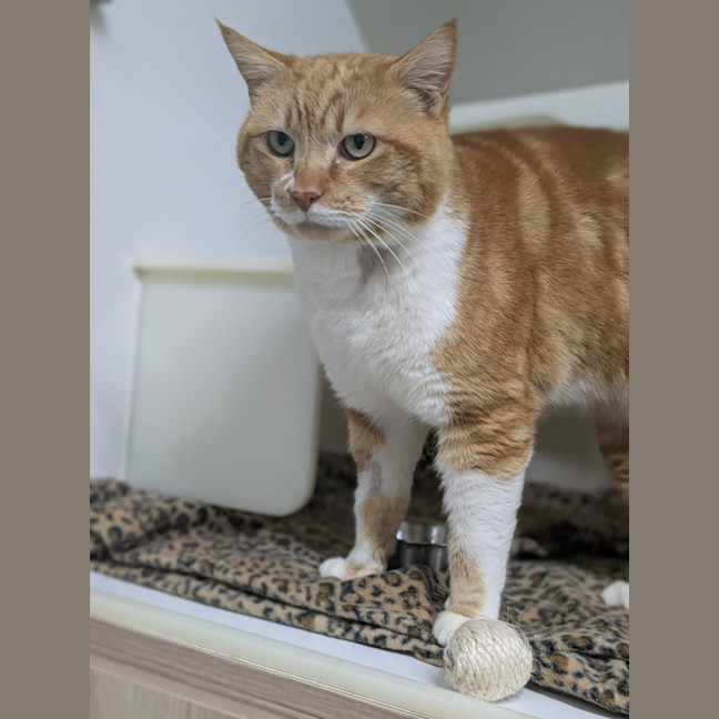 Photo of 🍝 Maccaroni 6402 🍝