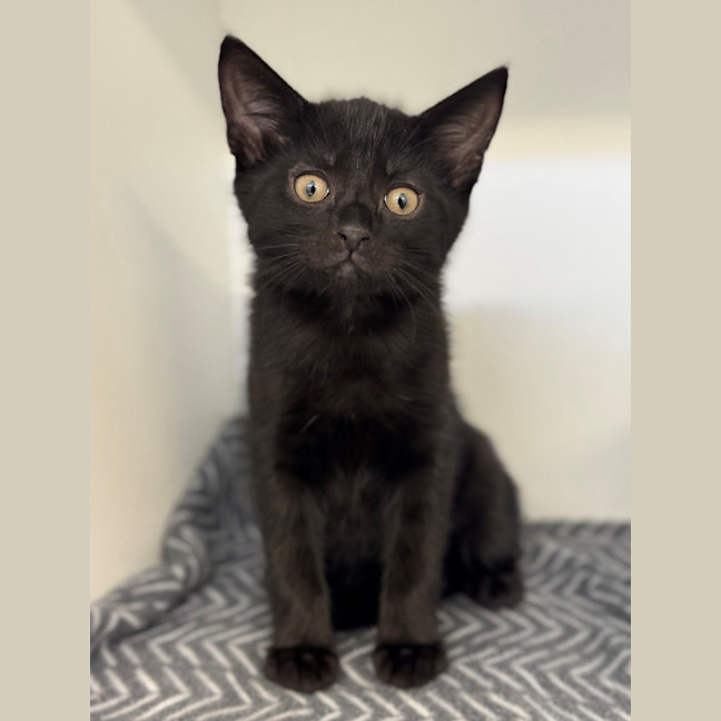 Photo of Humphrey
