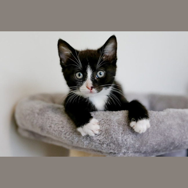 Photo of Domino