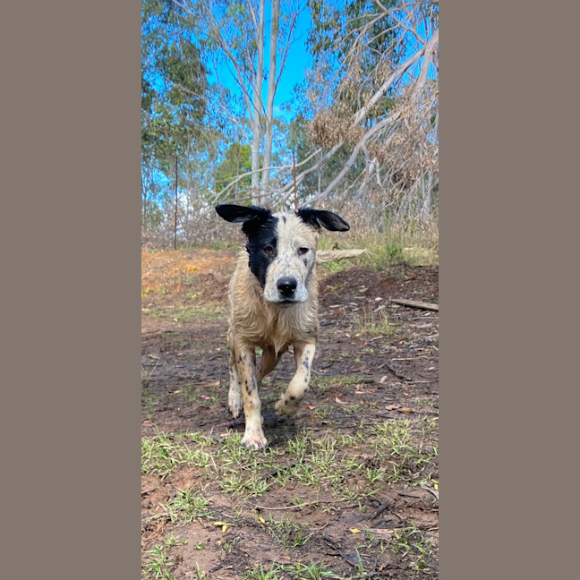 Photo of Barlee