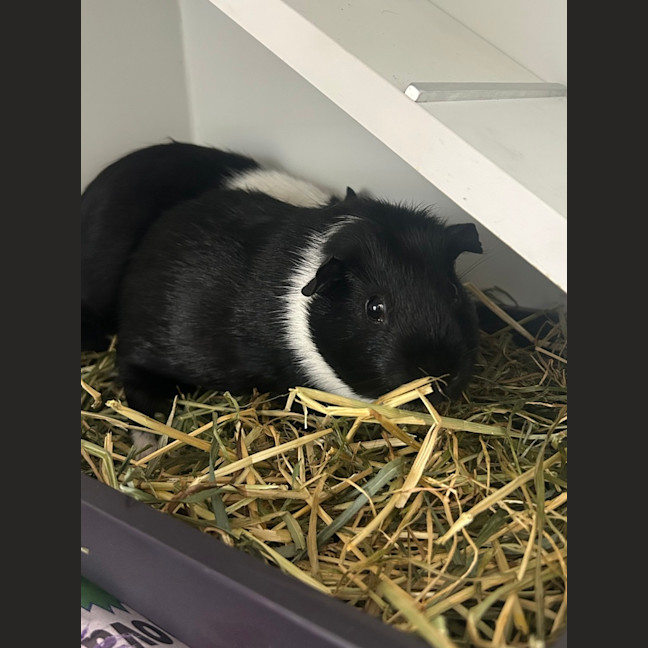 Photo of Apfel (Bonded To Anni)