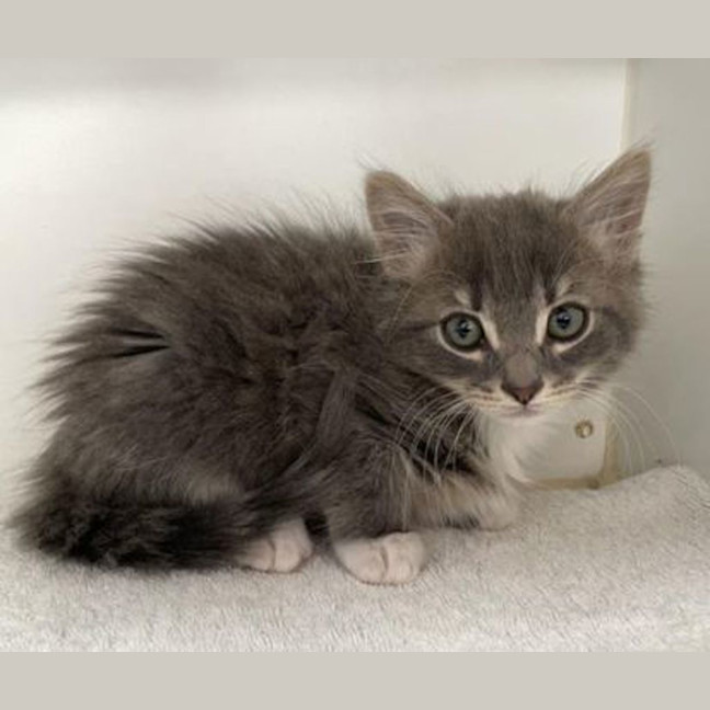 Photo of Merlin
