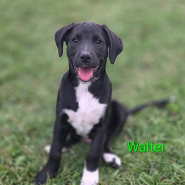 Photo of Walter