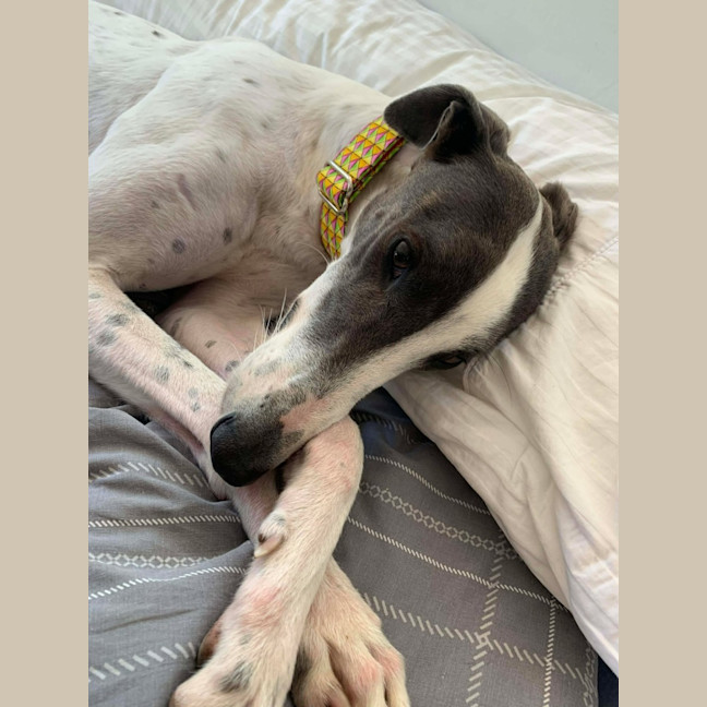 Photo of Molly, They Greyhound