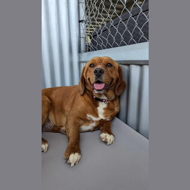 Photo of Amy & Ginger