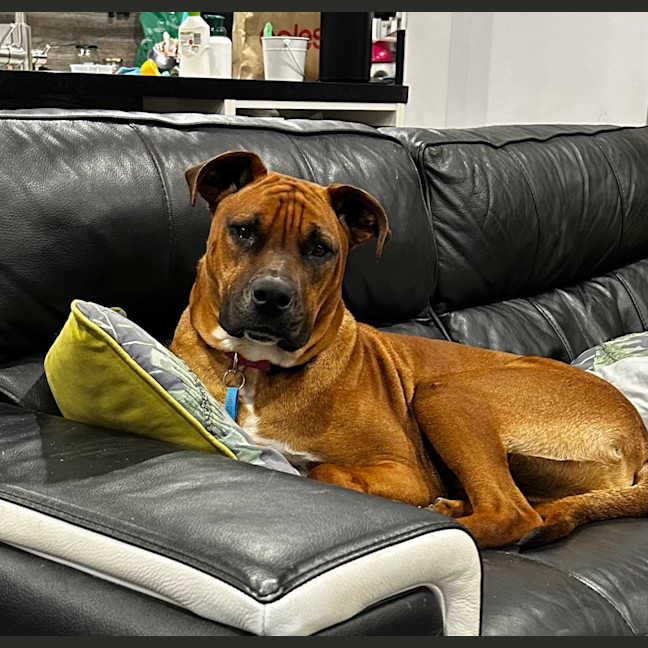 Photo of Rex